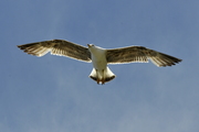 Larus michahellis