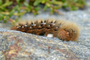 Lasiocampa quercus