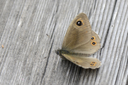 Lasiommata maera