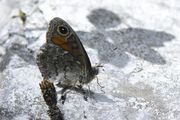 Lasiommata petropolitana