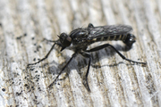 Lasiopogon