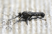 Lasiopogon