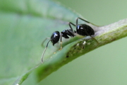 Lasius fuliginosus