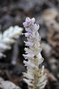 Lathraea squamaria