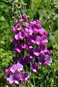 Lathyrus odoratus