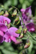 Lathyrus odoratus