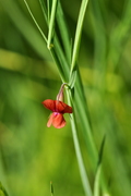 Lathyrus sphaericus