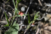 Lathyrus sphaericus