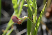 Lathyrus sphaericus