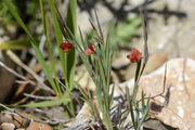 Lathyrus sphaericus