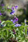 Lathyrus vernus