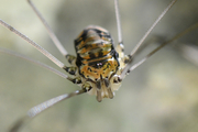 Leiobunum limbatum