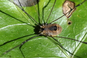 Leiobunum rotundum