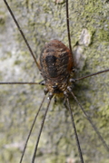 Leiobunum rotundum
