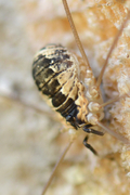 Leiobunum rupestre