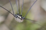 Leiobunum