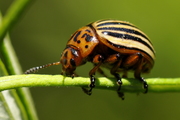 Leptinotarsa decemlineata
