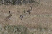 Lagomorpha