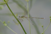 Lestes barbarus