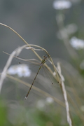 Lestes barbarus