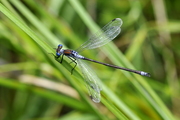 Lestes sponsa