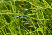 Lestes sponsa