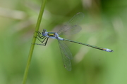 Lestes sponsa