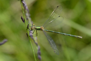 Lestes sponsa