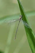 Lestes viridis
