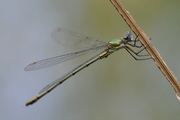 Lestes viridis