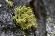 Letharia vulpina