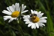 Leucanthemum vulgare