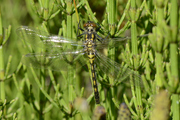 Leucorrhinia dubia