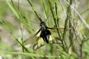Libelloides coccajus