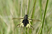 Libelloides coccajus