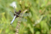 Libellula depressa