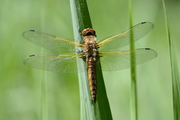 Libellula fulva