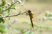 Libellula fulva