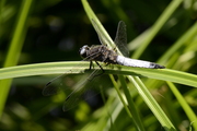 Libellula fulva