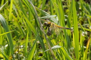 Libellula quadrimaculata