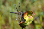 Libellula quadrimaculata