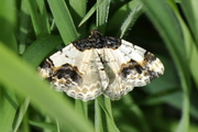 Ligdia adustata