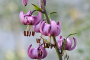 Liliales