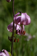 Lilium martagon