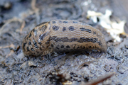 Limax maximus