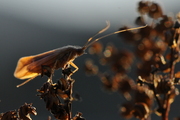 Limnephilidae