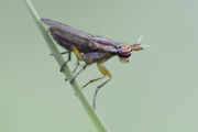 Limnia unguicornis