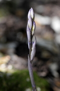 Limodorum abortivum