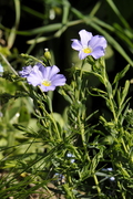 Linum alpinum