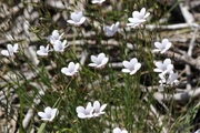 Linum suffruticosum